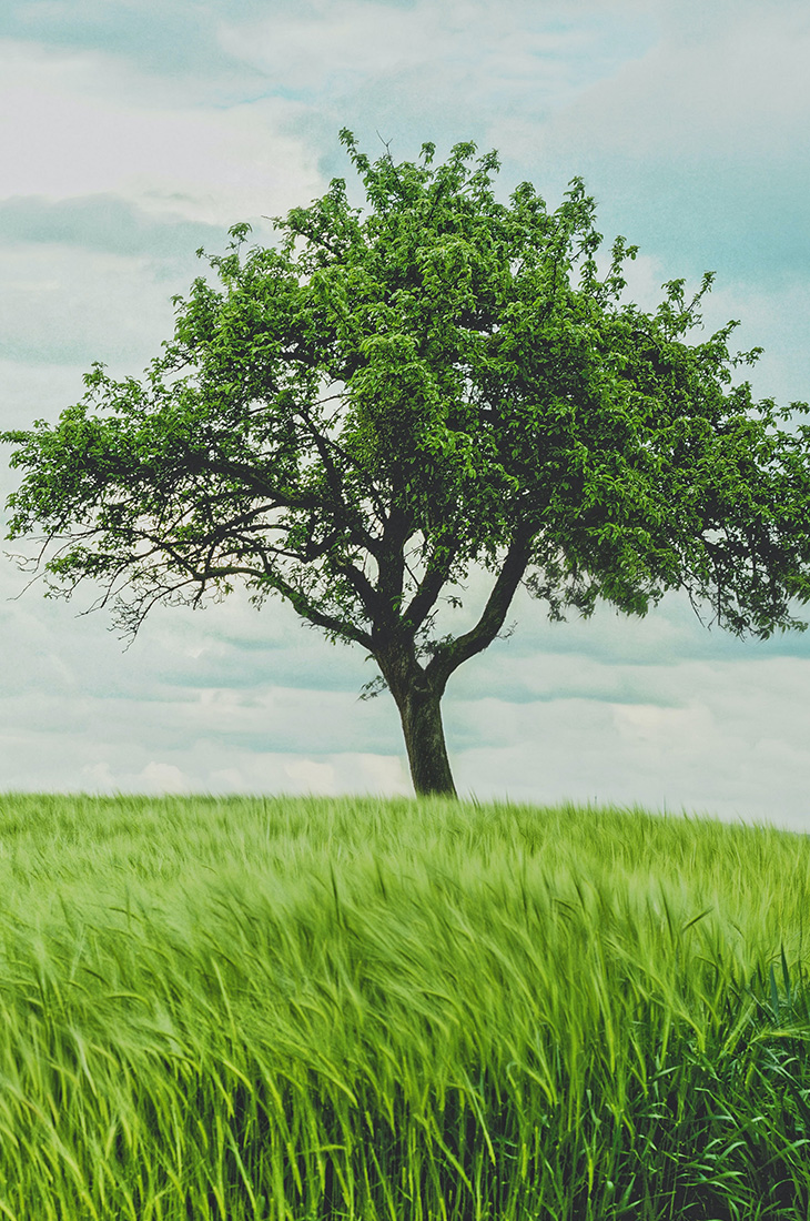 Besprechen von Krankheiten - kräftiger Baum steht alleine auf Wiese