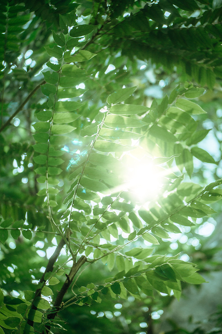 Besprechen von Krankheiten - Sonnenlicht schimmert durch grünes Laub