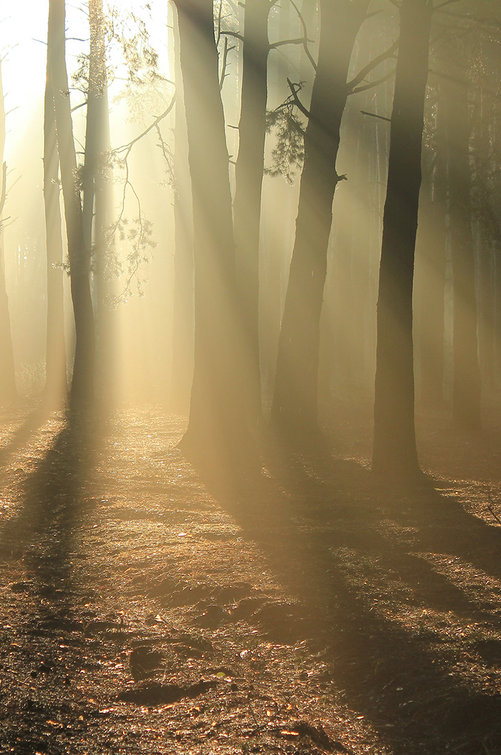 Besprechen von Krankheiten - Licht im Dunkel des Waldes