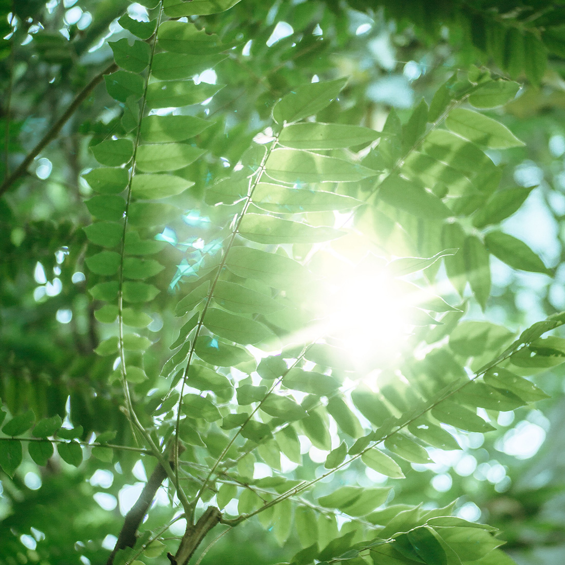 Krankheiten besprechen - Sonne scheint durch grünes Laub