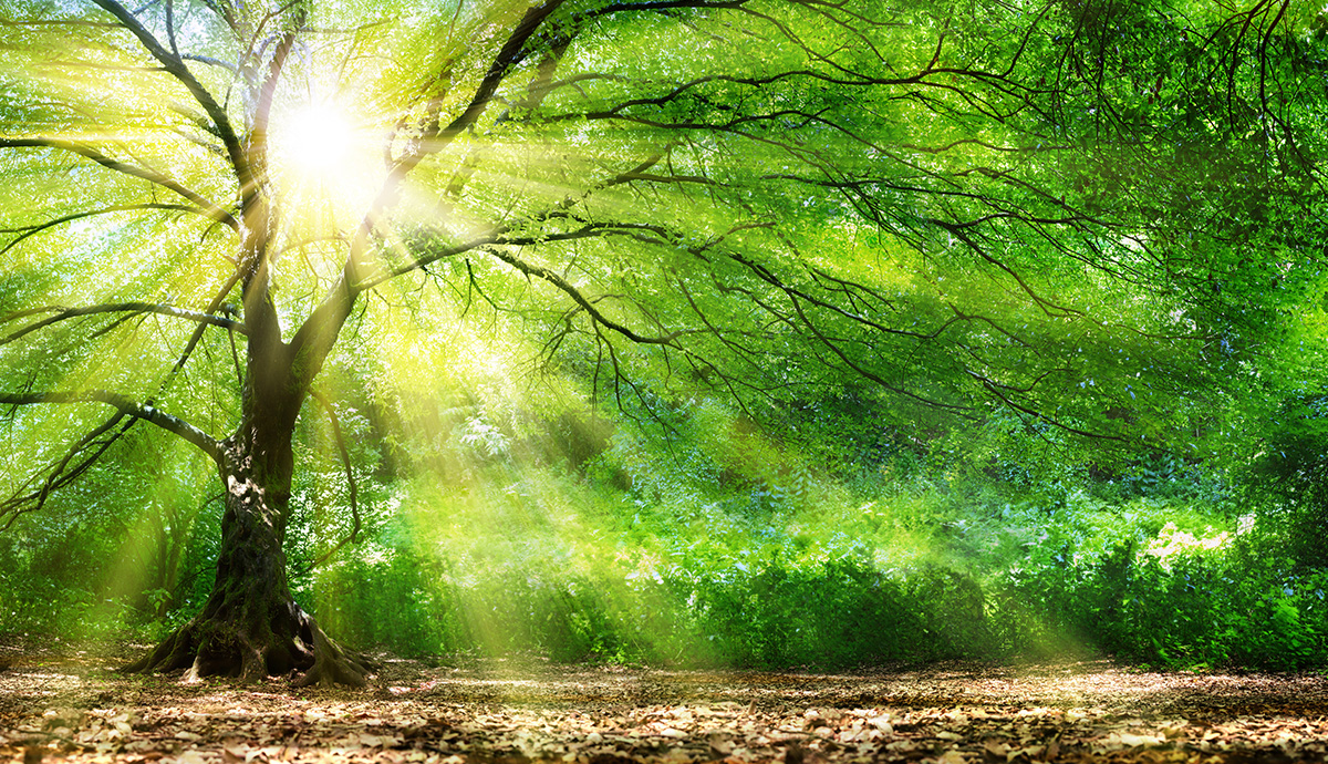 Besprechen von Krankheiten - Licht scheint durch starken Baum