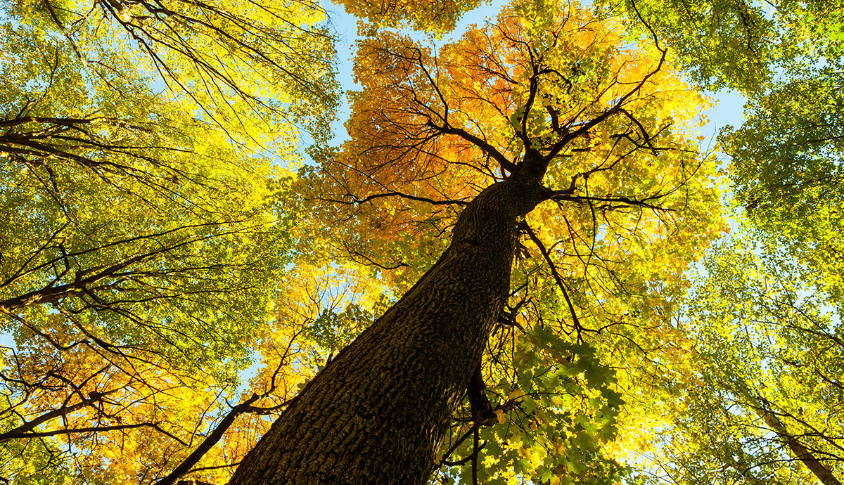 Besprechen von Krankheiten - Laubbäume im Herbst vor Sonnenlicht